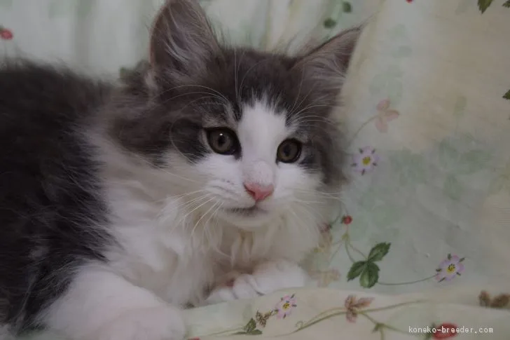 ID：1911-01152の子猫