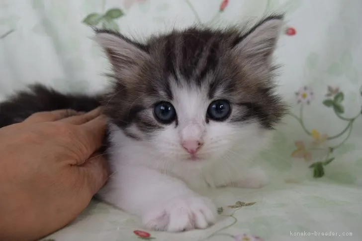 ID:1809-00052の子猫