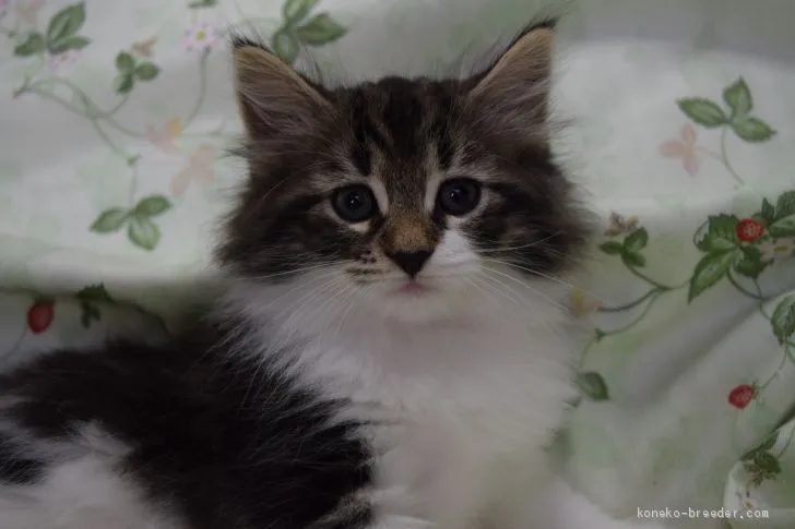 ID：2009-01069の子猫