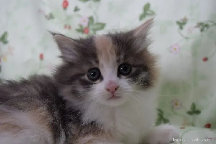 ID:1705-00269の子猫