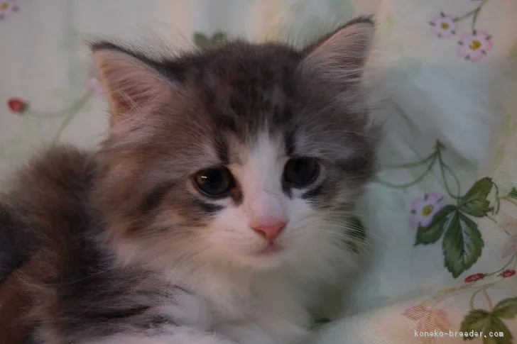 ID：1707-00823の子猫