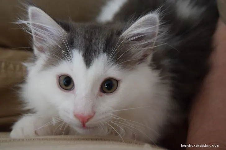 ID:1904-01003の子猫