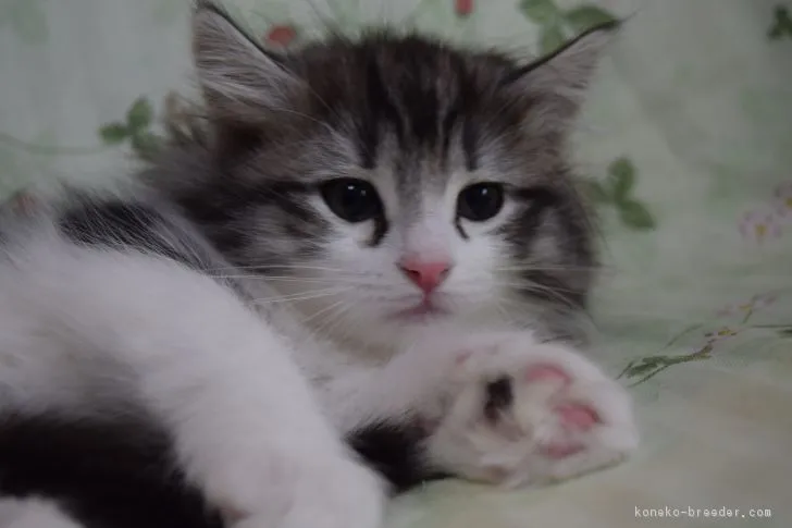 ID：1901-00922の子猫