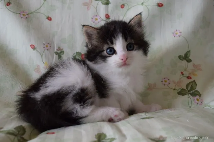 ID：1602-00332の子猫