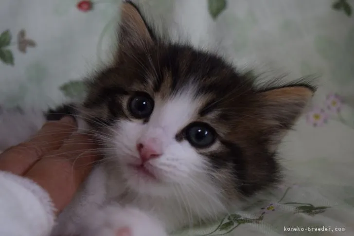 ID:1901-00923の子猫