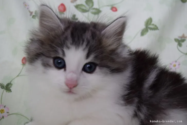 ID：1703-00911の子猫