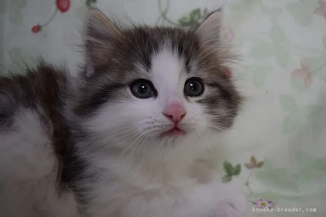 ID：1711-00975の子猫