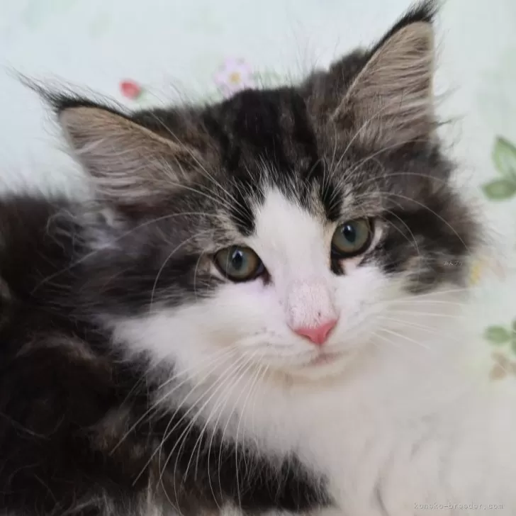 ID：2404-02866の子猫