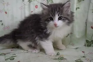 ID:1701-00065の子猫