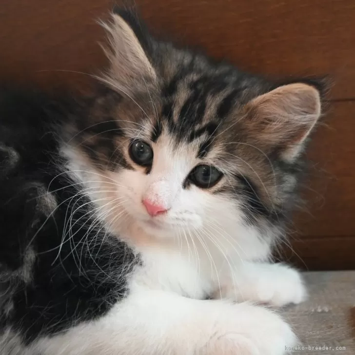 Y.S 様のお迎えした子猫