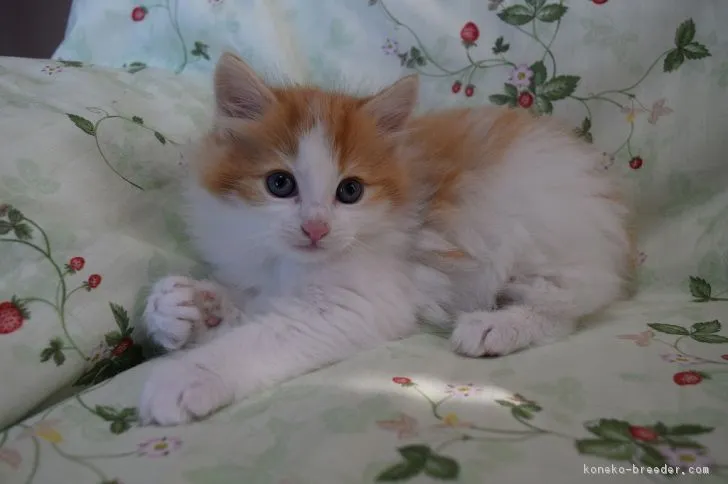 ID:1611-00562の子猫