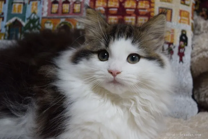 ID：1910-01318の子猫