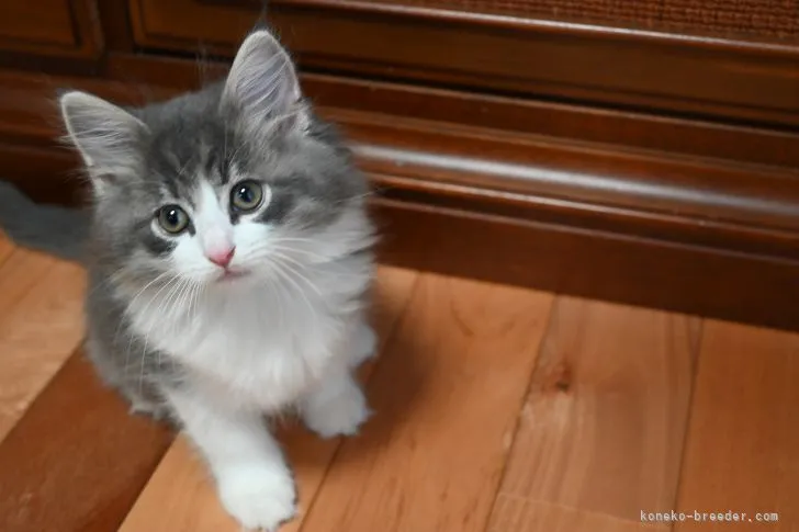 ID：2108-00336の子猫