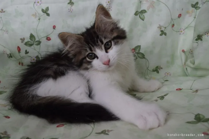 ID:1805-00041の子猫