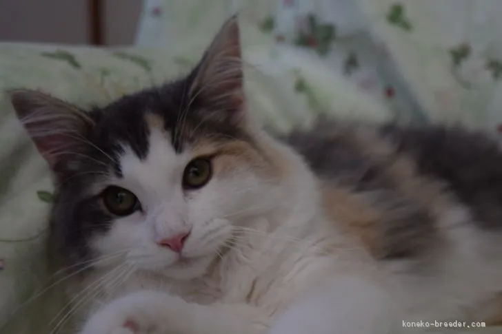 ID：1911-01156の子猫