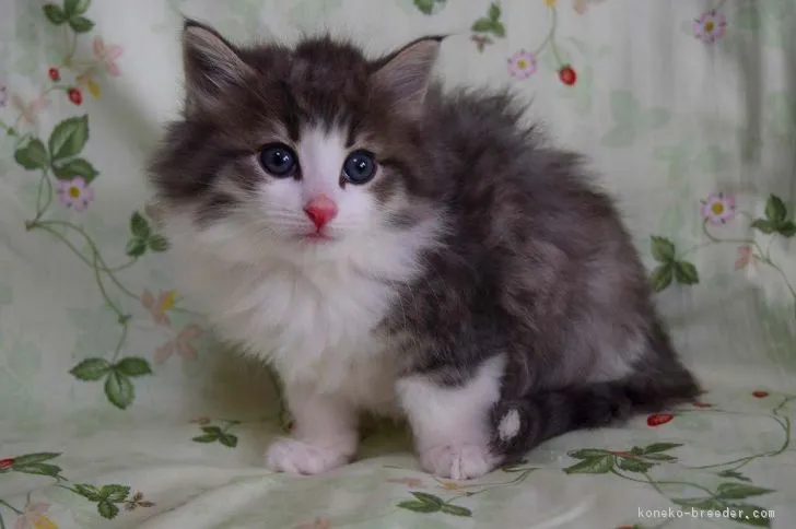 ID:1701-00454の子猫