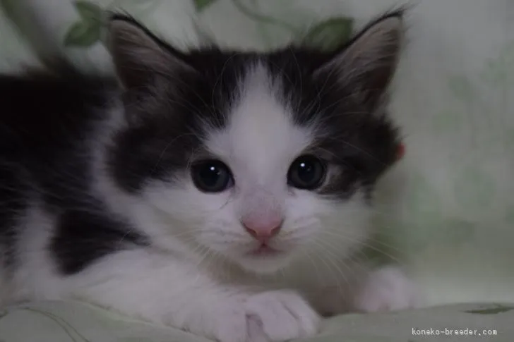 ID:2102-01093の子猫