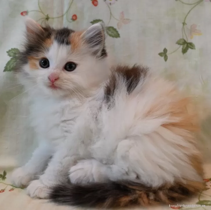 ID：2409-03212の子猫