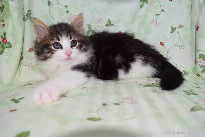 ID：1505-00059の子猫