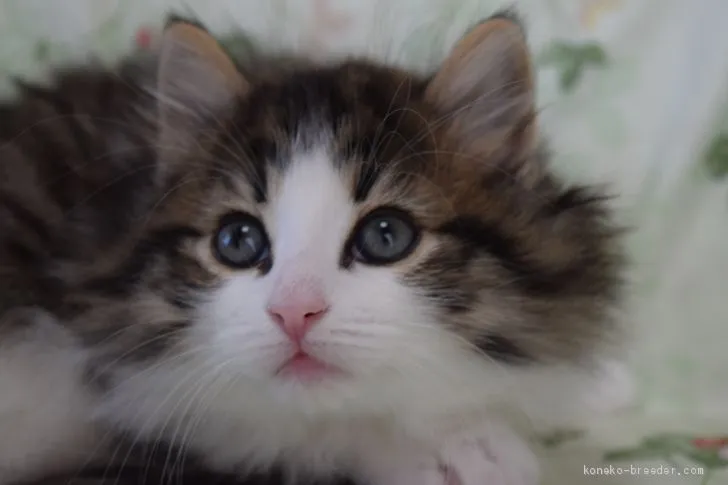 ID:2001-00897の子猫