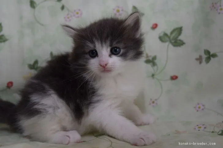 ID:1904-01946の子猫