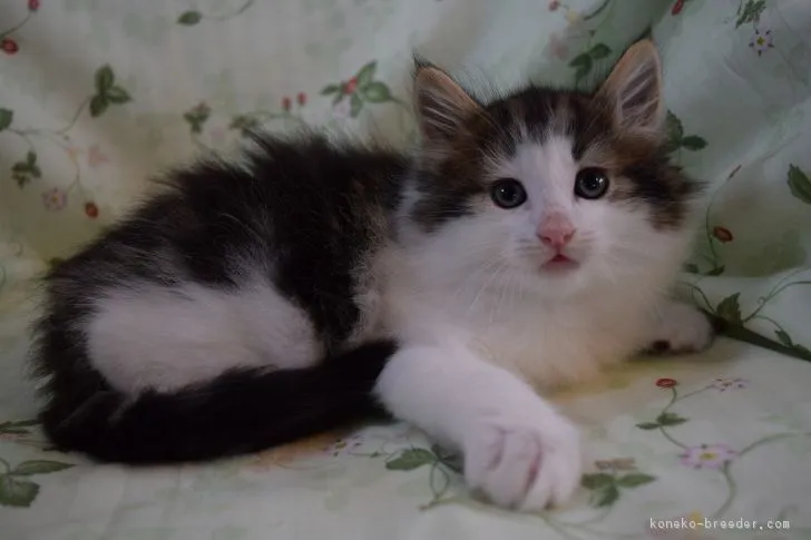 ID:1705-00527の子猫