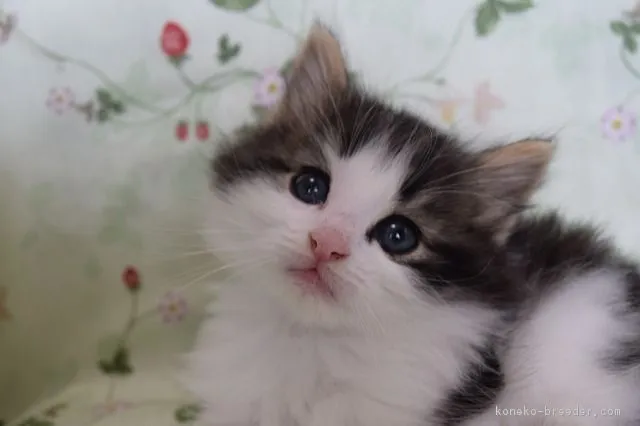 ID：1702-00762の子猫