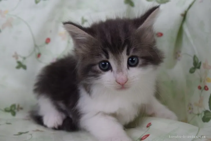 ID:1809-00062の子猫