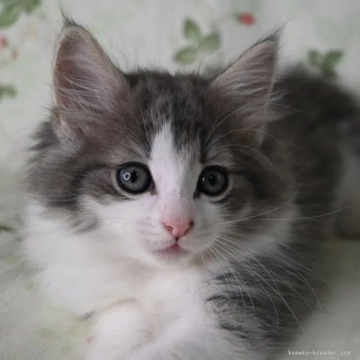 ID:2307-00441の子猫