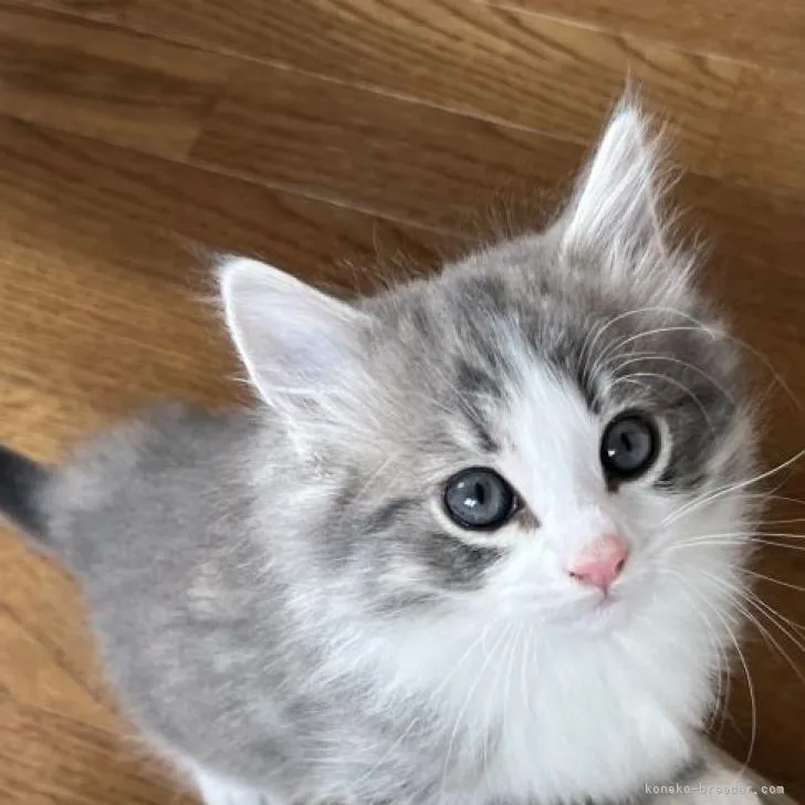 ID:2211-02828の子猫