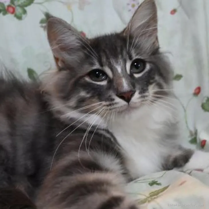 ID:2205-02407の子猫