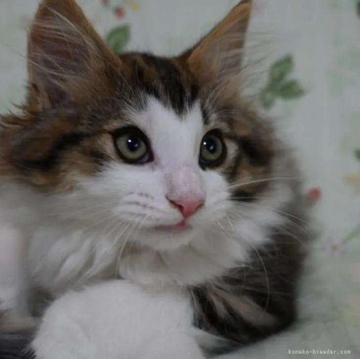 ID：2204-01803の子猫