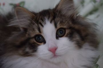 ノルウェージャンフォレストキャット【静岡県・男の子・2019年12月20日・ブラウンマッカレルタビー&ホワイト】の写真「毛が長くモコモコ、フワフワになっています。」