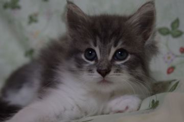 ノルウェージャンフォレストキャット【静岡県・男の子・2021年4月14日・ブルータビー&ホワイト】の写真「淡いブルーの男の子です」