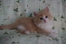 ノルウェージャンフォレストキャット【静岡県・男の子・2016年3月5日・クリ-ムマッカレルタビ-&ホワイト】の写真1