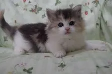 ノルウェージャンフォレストキャット【静岡県・女の子・2017年3月5日・ブル-パッチドマッカレルタビ-&ホワイト】の写真1