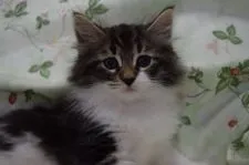 ノルウェージャンフォレストキャット【静岡県・女の子・2020年8月25日・ブラウンクラシックタビー&ホワイト】の写真1「10/16日に撮影しました。」