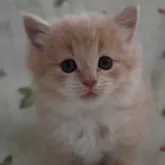 ノルウェージャンフォレストキャット【静岡県・男の子・2023年12月9日・クリームマッカレルタビ-&ホワイト】の写真1「１月１４日に撮影しました。」