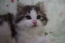 ノルウェージャンフォレストキャット【静岡県・女の子・2017年11月3日・シルバ-マッカレルタビ-&ホワイト】の写真1