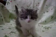 ノルウェージャンフォレストキャット【静岡県・女の子・2016年2月6日・ブル-マッカレルタビ-&ホワイト】の写真1