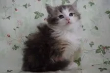 ノルウェージャンフォレストキャット【静岡県・女の子・2019年3月19日・ブルーパッチドマッカレルタビー&ホワイト】の写真1「5月5日に撮影しました。」