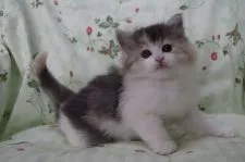 ノルウェージャンフォレストキャット【静岡県・女の子・2017年3月5日・ブル-パッチドマッカレルタビ-&ホワイト】の写真2