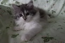 ノルウェージャンフォレストキャット【静岡県・女の子・2017年6月27日・ブル-マッカレルタビ-&ホワイト】の写真2