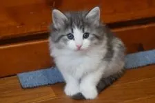 ノルウェージャンフォレストキャット【静岡県・女の子・2018年1月15日・ブル-シルバ-マッカレルタビ-&ホワイト】の写真2