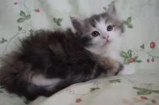 ノルウェージャンフォレストキャット【静岡県・女の子・2019年3月19日・ブルーパッチドマッカレルタビー&ホワイト】の写真2「5月5日に撮影しました。」