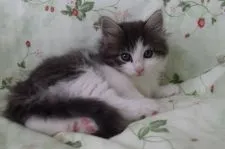 ノルウェージャンフォレストキャット【静岡県・男の子・2018年4月6日・ブル-マッカレルタビ-&ホワイト】の写真2「5/25日撮影」