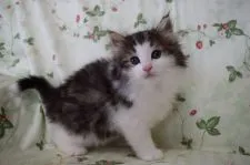 ノルウェージャンフォレストキャット【静岡県・男の子・2017年4月19日・ブラウンマッカレルタビ-&ホワイト】の写真2