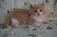 ノルウェージャンフォレストキャット【静岡県・男の子・2016年3月5日・クリ-ムマッカレルタビ-&ホワイト】の写真2