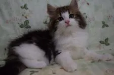 ノルウェージャンフォレストキャット【静岡県・女の子・2018年5月20日・ブラウンクラシックタビ-&ホワイト】の写真2「7月20日撮影」