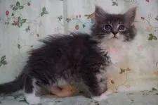 ノルウェージャンフォレストキャット【静岡県・女の子・2016年3月3日・ブル-マッカレルタビ-&ホワイト】の写真2